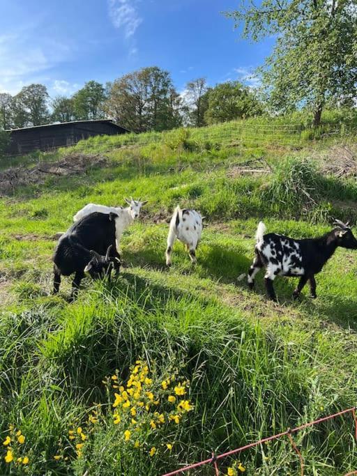 Bornhahn - Idylle Im Westerwald Katzwinkel  Exterior foto