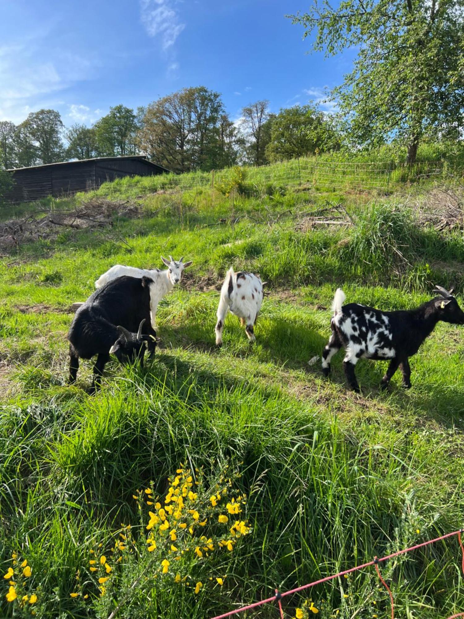 Bornhahn - Idylle Im Westerwald Katzwinkel  Exterior foto